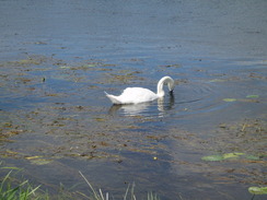 P20108030093	A swan on the River Avon.