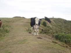 P20108080024	A cow guarding the path on Abbotsbury Castle.