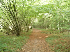 P2010A180095	The path heading west alongside the road past Crab Wood.