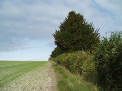 P2010A180133	Climbing the hill north out of King's Somborne.