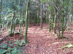 P2010B060014	The path through the woods on Fern Hill.