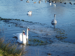 P2010C091093	Swans on a pond at Parley Court.