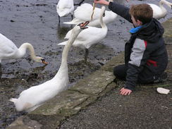 P20111021302	Feeding a swan.