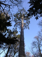 P20111191579	A telecoms mast disguised as a tree.