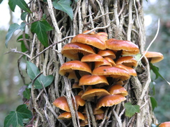 P20111201834	Funghi.