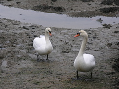 P20111272345	Swans by Causeway Lake.