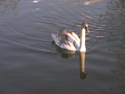 P201120113143011	A swan on the Cam.