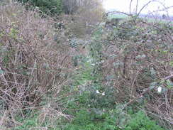 P20113213335	The overgrown path between the A10 and the river.