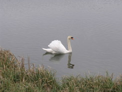 P20113213359	A swan on the river.