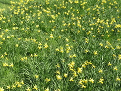 P20113243646	Daffodils.