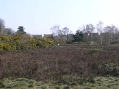 P20113283719	The heathland behind Bucklesham Road.