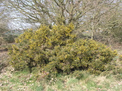 P20113283759	Gorse on the heath.