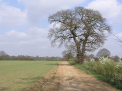 P20113283775	The path leading towards Martlesham Hall.