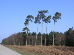 P20113293911	Heading west through Rendlesham Forest.