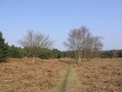 P20113293915	Heading north through Rendlesham Forest.