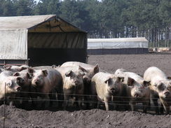 P20113293965	Pigs being fed.