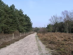 P20113293987	Heading southwest across Upper Hollesley Common.