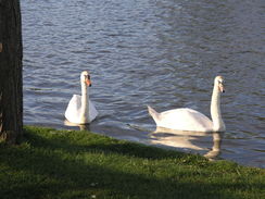 P20114074165	Swans on The Meare in Thorpeness.