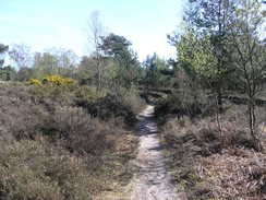 P20114074223	The path eastwards across Dunwich Heath.