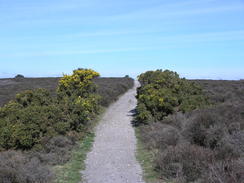 P20114074237	Heading northwest across Dunwich Heath.