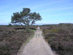 P20114074240	Heading northwest across Dunwich Heath.