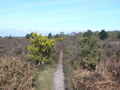 P20114074244	Heading northwest across Dunwich Heath.