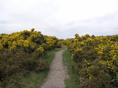 P20114074291	Heading south across Dunwich Heath.