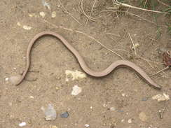 P20114074359	A slow worm sunning itself.