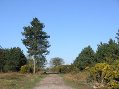 P20114084425	The path through Dunwich Forest.