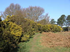 P20114084433	The path through Dunwich Forest.