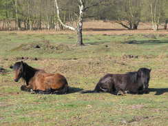 P20114084442	Horses beside the path.