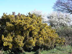 P20114084453	Flowering Gorse.