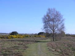 P20114084466	Crossing Walberswick Common.