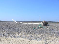 P20114084581	Driftwood on the beach.