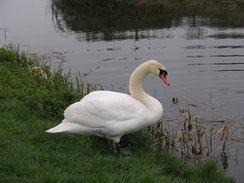 P20114134640	A swan beside the canal.