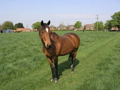 P20114195069	A horse in Harmston.