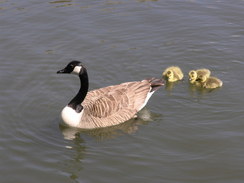 P20115025502	Ducklings on the canal.