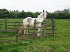 P20115160173	A horse in Bardney.