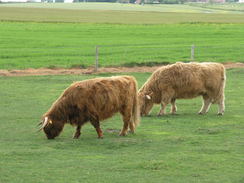 P20115175643	Highland cows in a field.