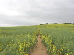 P20115185833	The path between Ranyard's Corner and Wood Farm.