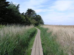 P20115235966	The boardwalk leading east towards Brancaster Staithe.