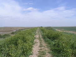 P20115235990	The path heading east from Burnham Deepdale.