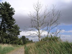 P20115236083	Heading east through the woodland from Holkham Gap.