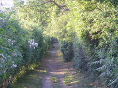 P20115256368	Heading east downhill along the track from the campsite.