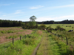 P2011DSC00110	The path leading north towards the Garadhbam Forest.