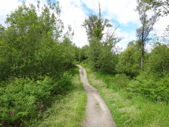 P2011DSC00190	Heading through the woods to the west of the road.