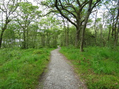 P2011DSC00206	The path through the woodland.