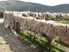 P2011DSC00796	Fleeces on a sheepfold.