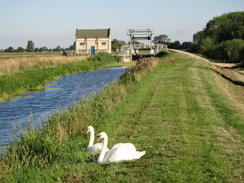 P2011DSC00922	Swans beside Swaffham Bulbeck Lode.