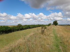 P2011DSC00979	Following the Devil's Dyke southeastwards from Burwell Road.